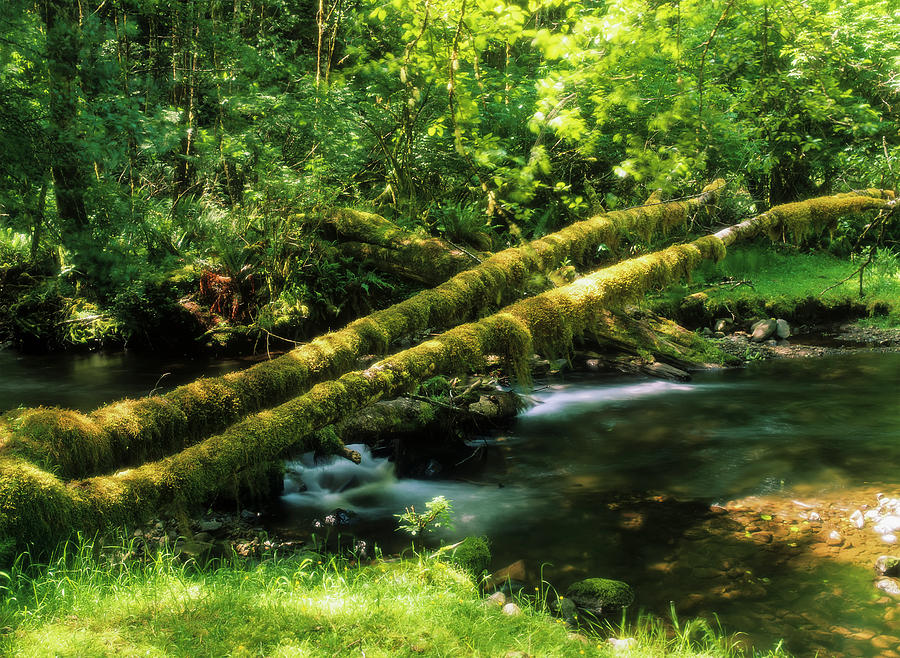 Nature Photograph - Rock Creek Flows Through Siuslaw by Robert L. Potts