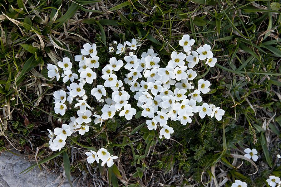 Rock Cress (Draba dedeana) Photograph by Science Photo Library