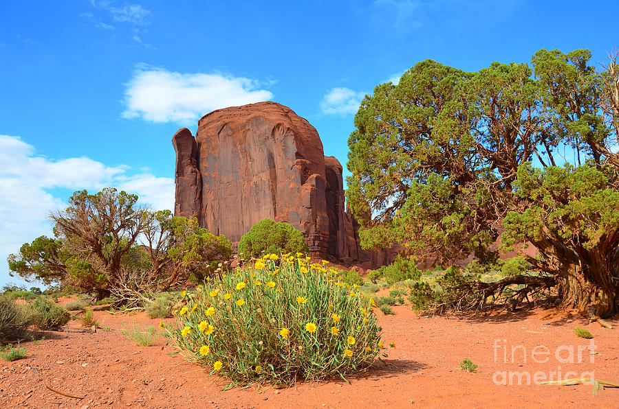 Rock Formation and Flowers Photograph by Debra Thompson