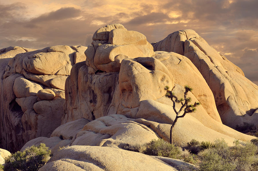 Rock Formations And Joshua Tree Photograph by Panoramic Images