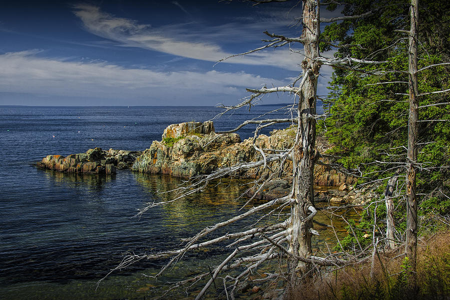 Rock Formations and Trees on the Shoreline in Acadia National Park Photograph by Randall Nyhof