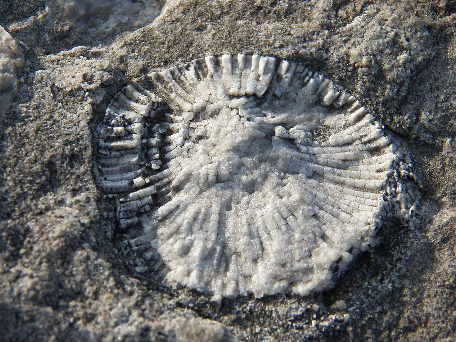 Rock Fossil1 Photograph by Corinne Elizabeth Cowherd