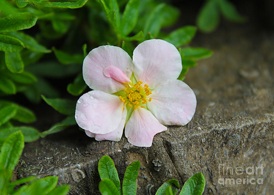 Rock Garden Flower Photograph by Nina Silver
