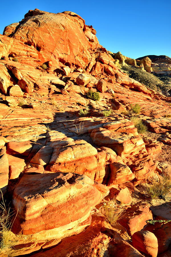 Rock Garden - Valley of Fire Photograph by Ray Mathis