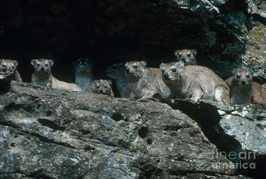 Rock Hyraxes Photograph by Art Wolfe