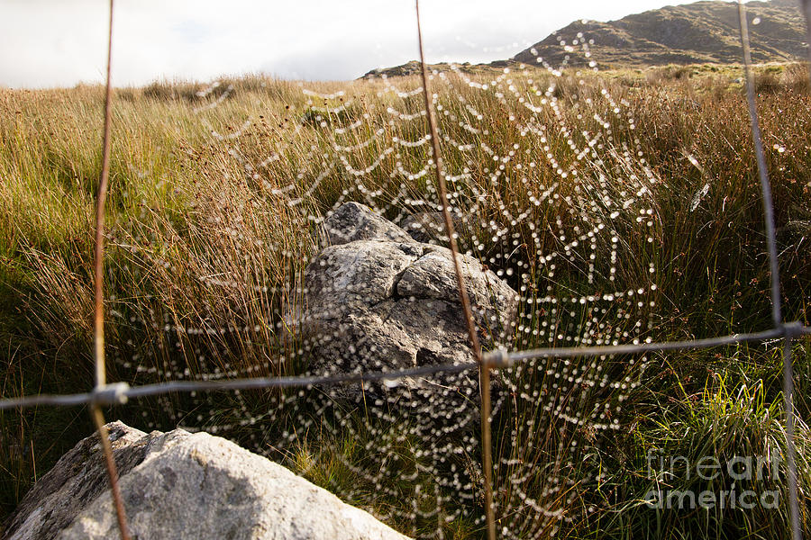 Rock in a web Photograph by Agnes Caruso