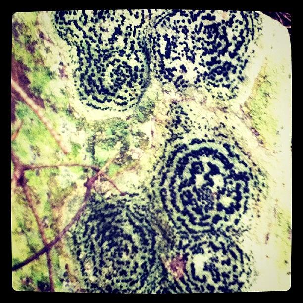 Rock Lichen Photograph by Sadie Stone