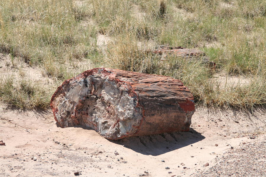 Rock log Photograph by David S Reynolds