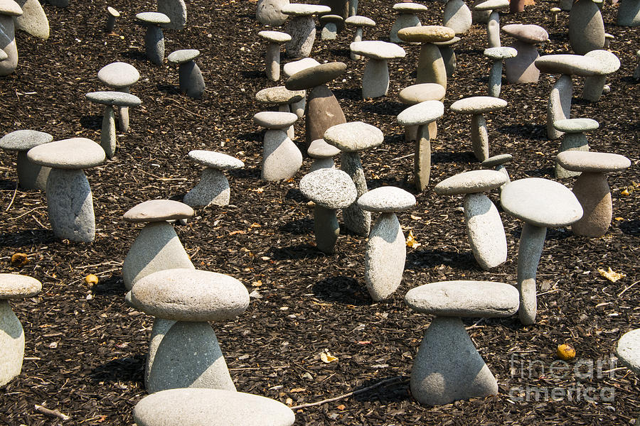 Rock Mushrooms Photograph by Bob Phillips