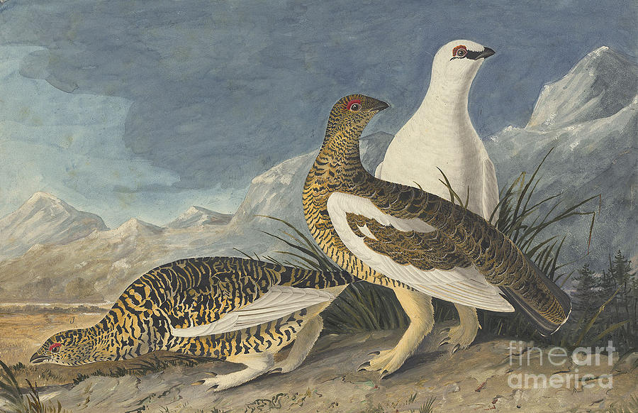 Rock Ptarmigan  Drawing by Celestial Images