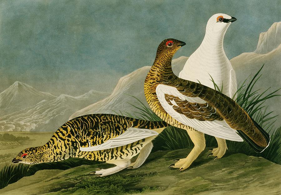 Rock Ptarmigan Photograph by Natural History Museum, London/science Photo Library