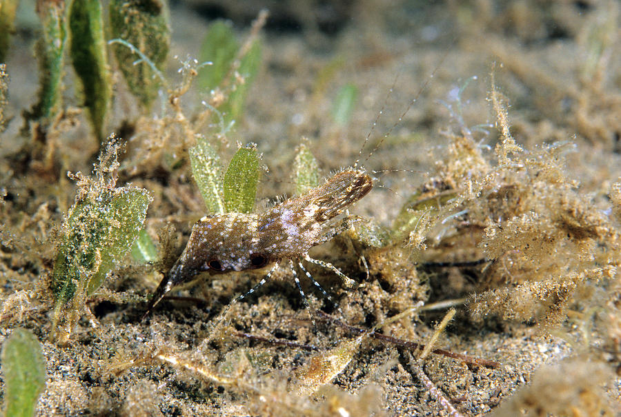 Rock Shrimp Leander Tenuicornis Photograph by Andrew J. Martinez