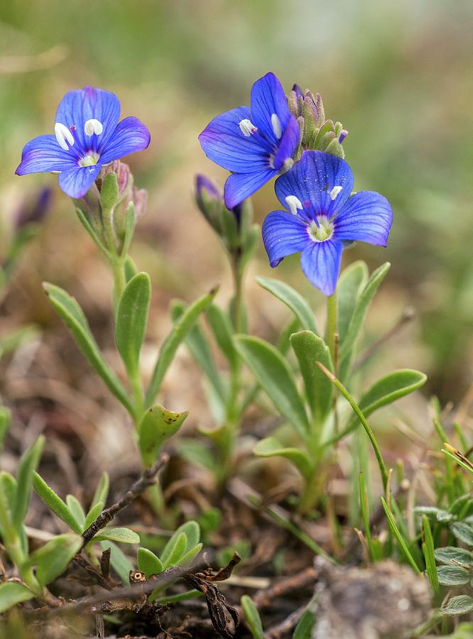 Rock Speedwell (veronica Alpina) In Flower Photograph by Bob Gibbons/science Photo Library