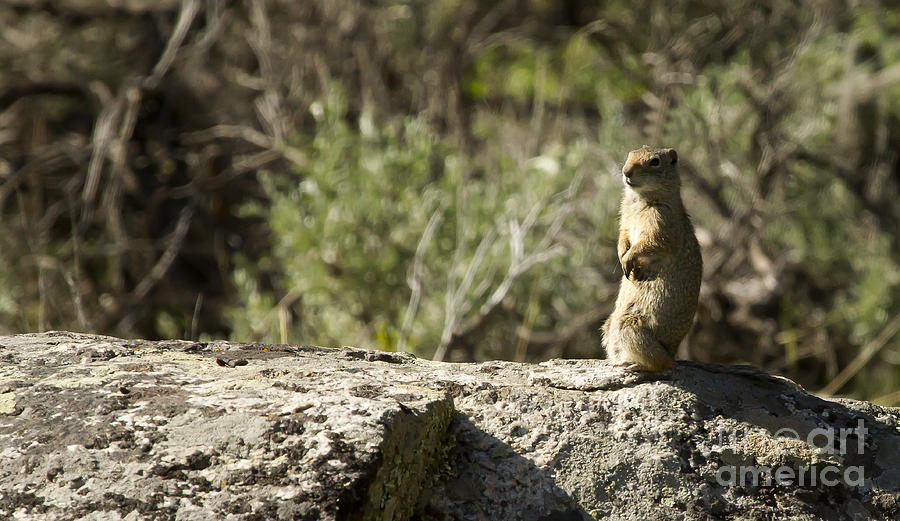 Rock Squirrel   #6400 Photograph by J L Woody Wooden