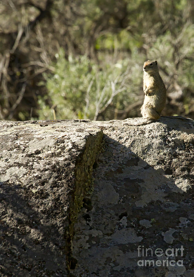 Rock Squirrel   #6402 Photograph by J L Woody Wooden