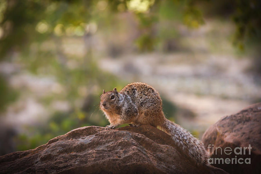 Rock Squirrel in Zion Photograph by Robert Bales