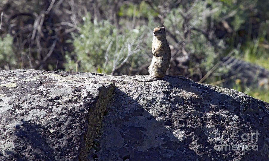 Rock Squirrel-Signed-#6397 Photograph by J L Woody Wooden