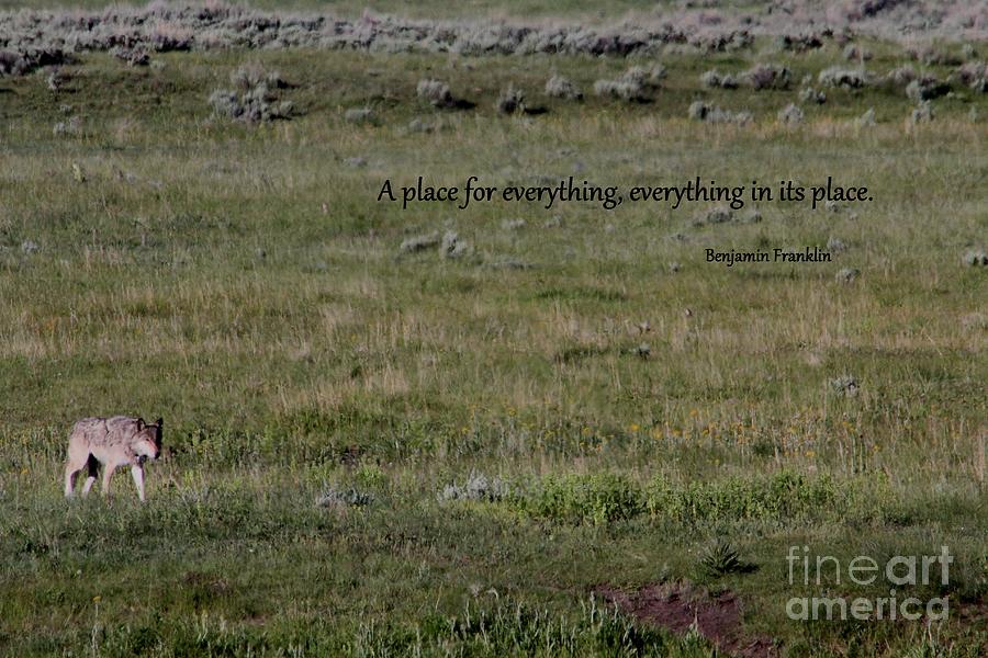 Wolves Photograph - Rock Star with quote by Wonders of Nature Photography Wolves Photograph - Rock Star with quote by Wonders of Nature Photography