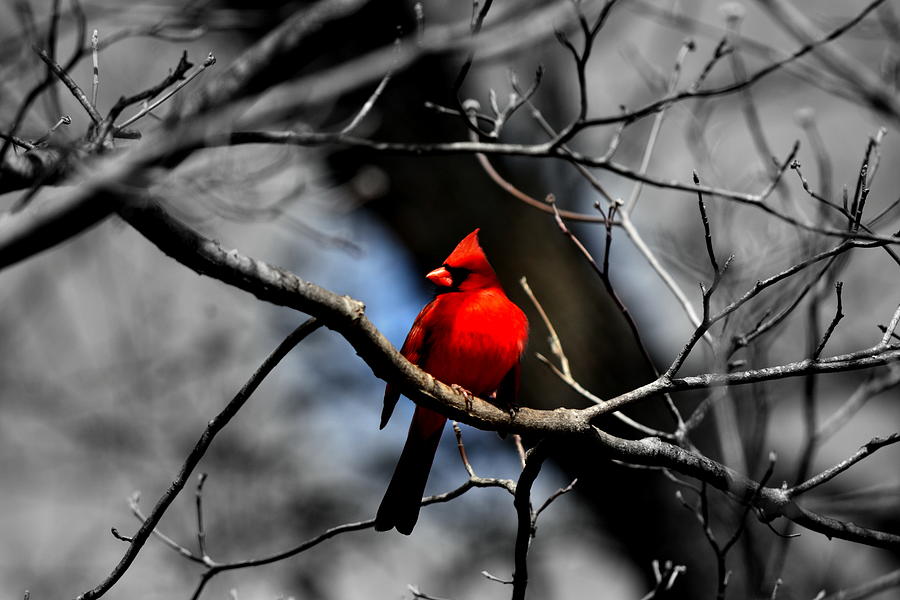 Cardinal Photograph - Rock the Red by Lisa Wooten