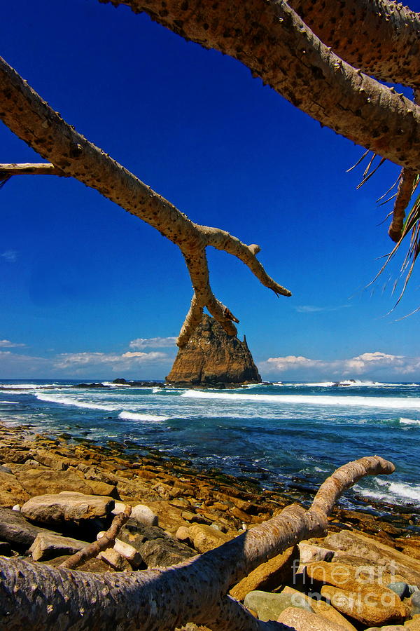 Rock Tree Photograph by Arik S Mintorogo