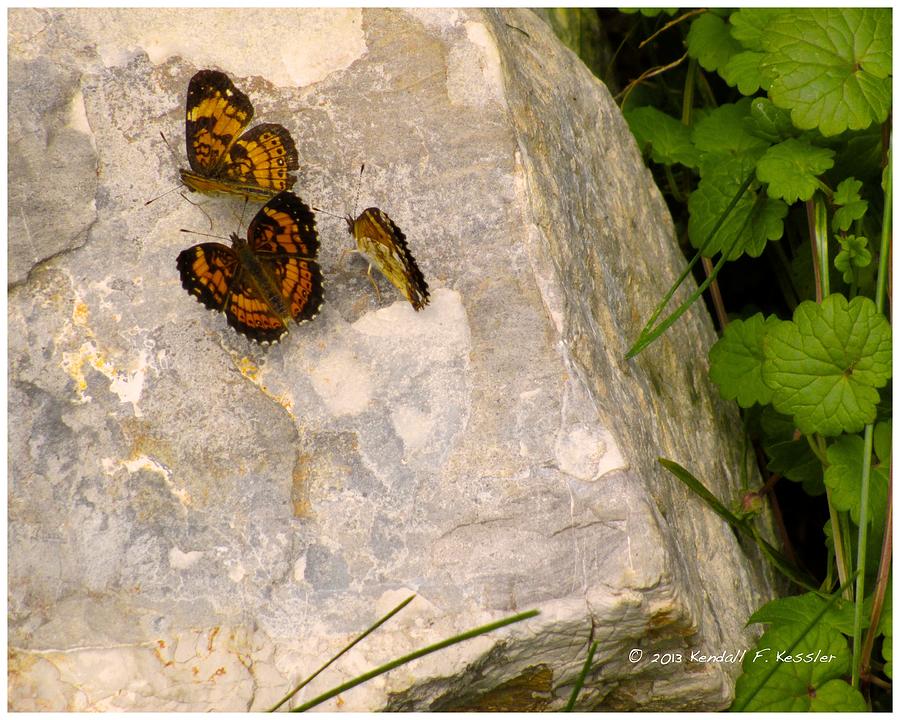 Butterfly Photograph - Rock Trio by Kendall Kessler