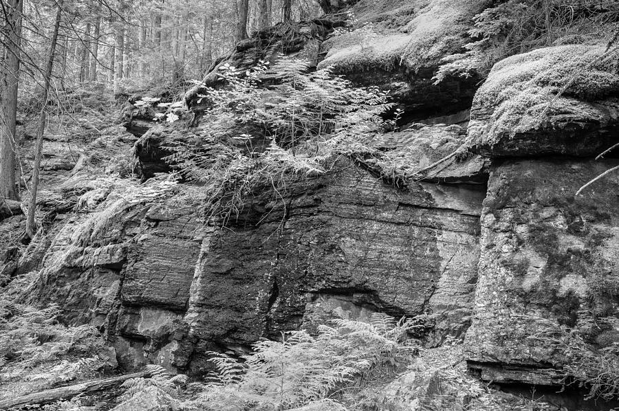 Rock Wall Trail of the Cedars Glacier National Park BW Photograph by Rich Franco