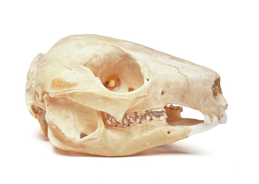 Still Life Photograph - Rock Wallaby Skull by Ucl, Grant Museum Of Zoology