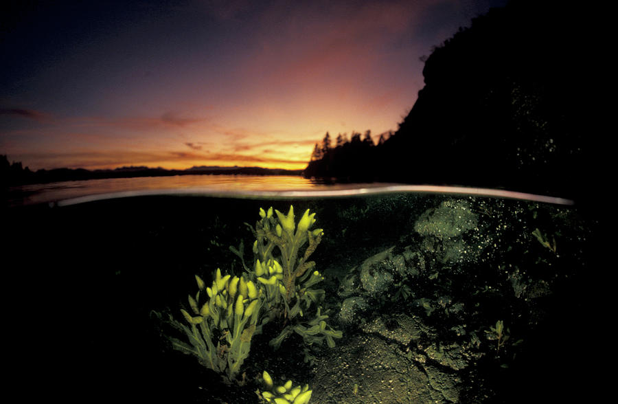 Landscape Photograph - Rock Weed At Low Tide Split Level by Jurgen Freund