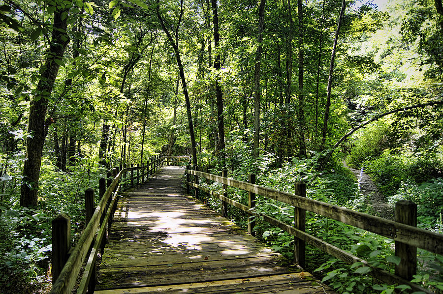 Tree Photograph - Rockbridge Summer by Cricket Hackmann