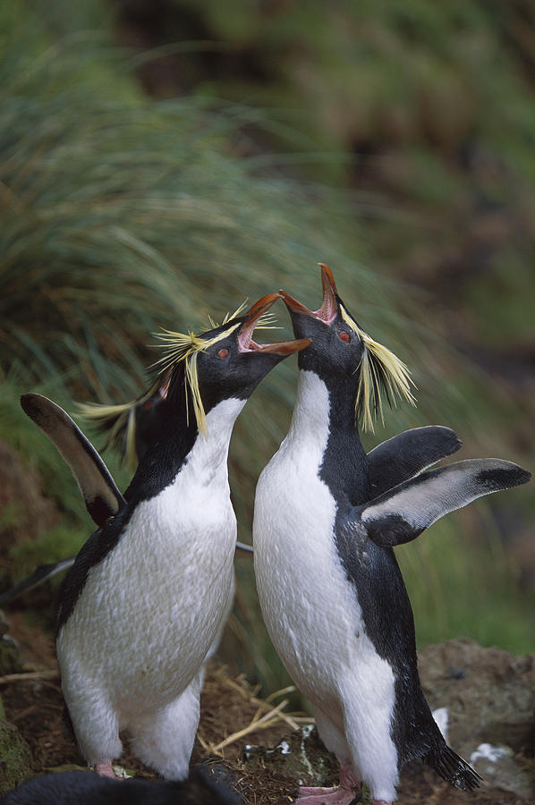 Rockhopper Penguin Greeting Display Photograph by Tui De Roy