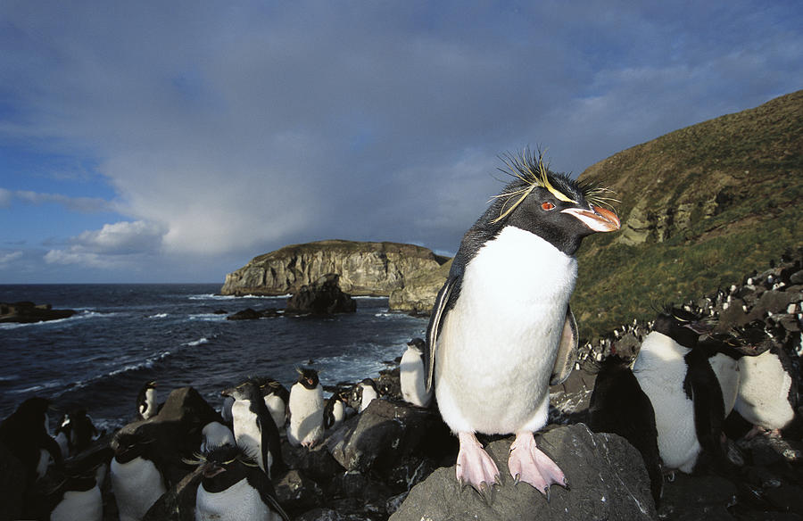 Rockhopper Penguin Nesting Colony Photograph by Tui De Roy