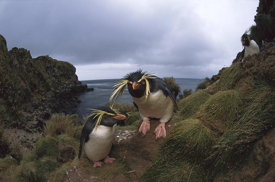 Rockhopper Penguin Pair Gough Island Photograph by Tui De Roy