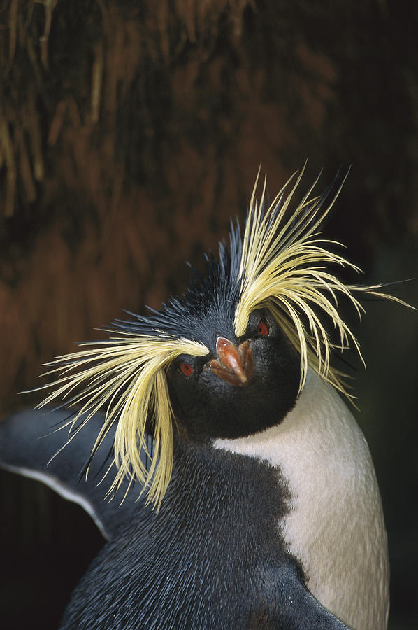 Rockhopper Penguin Portrait Gough Island Photograph by Tui De Roy