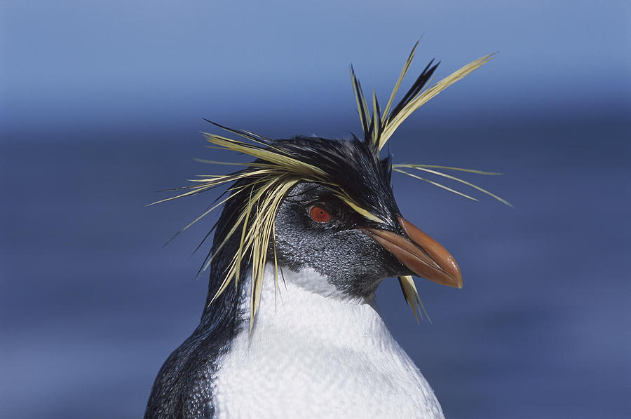 Rockhopper Penguin Portrait Nightingale Photograph by Tui De Roy