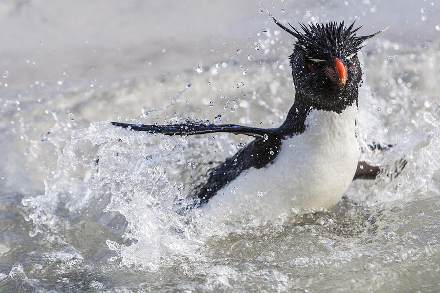 Rockhopper Penguin Splashing Falklands Photograph by Heike Odermatt