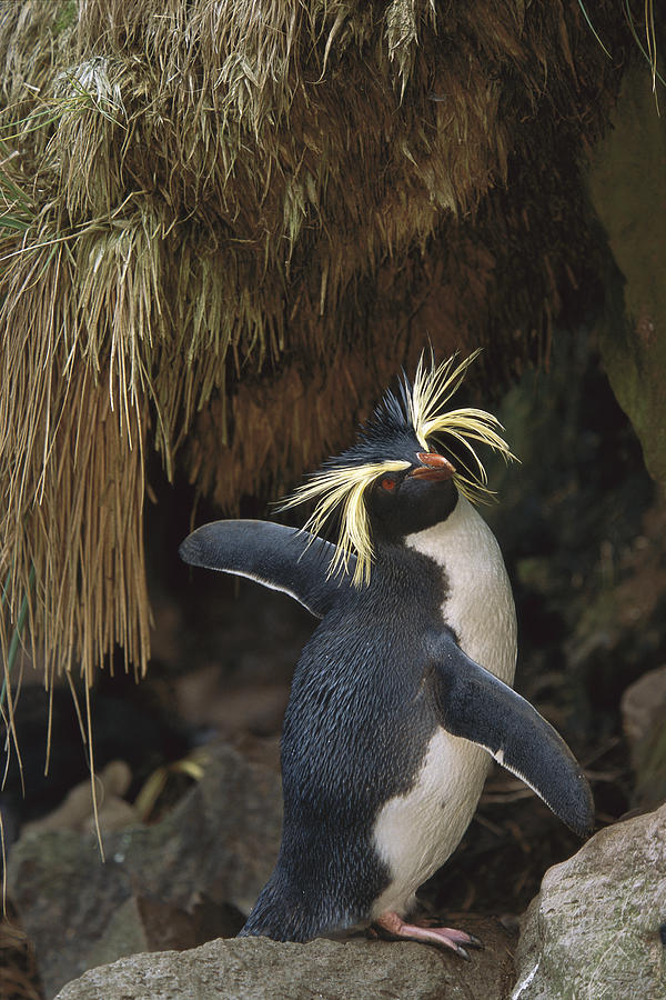Rockhopper Penguin Spreading Its Wings Photograph by Tui De Roy