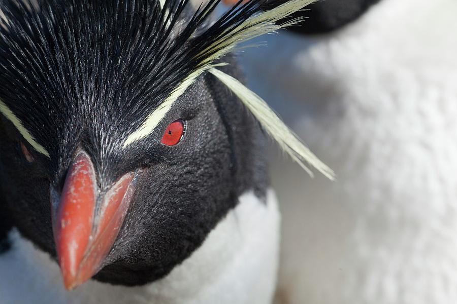 Rockhopper Penguin Tierra De Fuego Photograph by Paul D Stewart