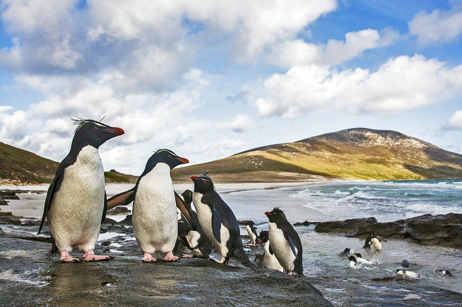 Rockhopper Penguins Falklands Photograph by Heike Odermatt