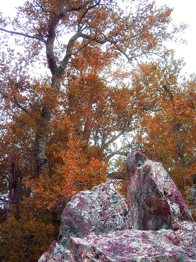 Rockin Autumn Photograph by Donna Blackhall