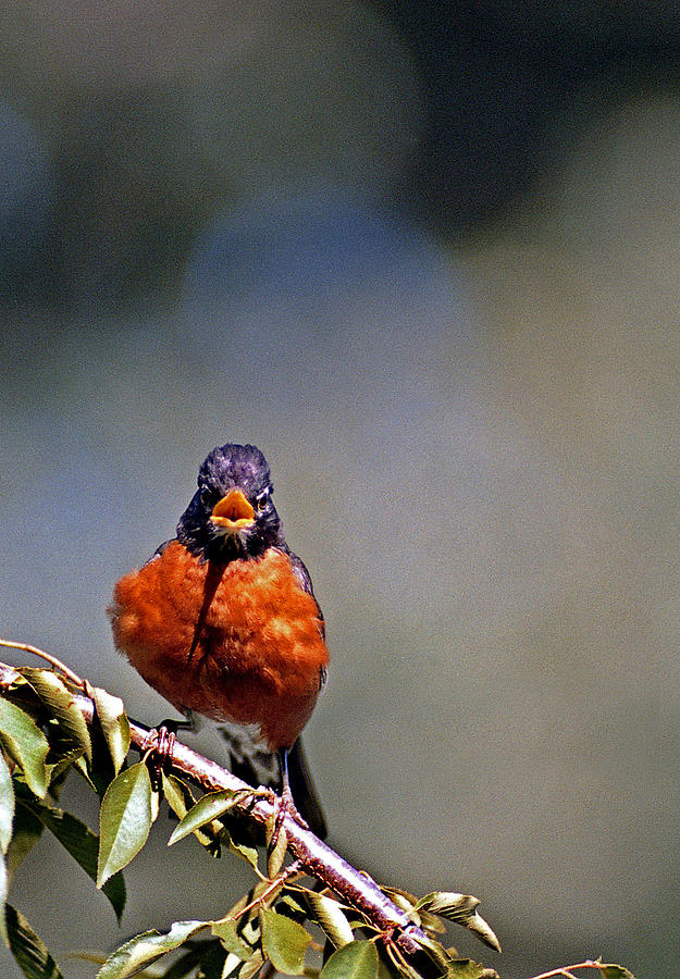 Bird Photograph - Rockin Robin by Skip Willits