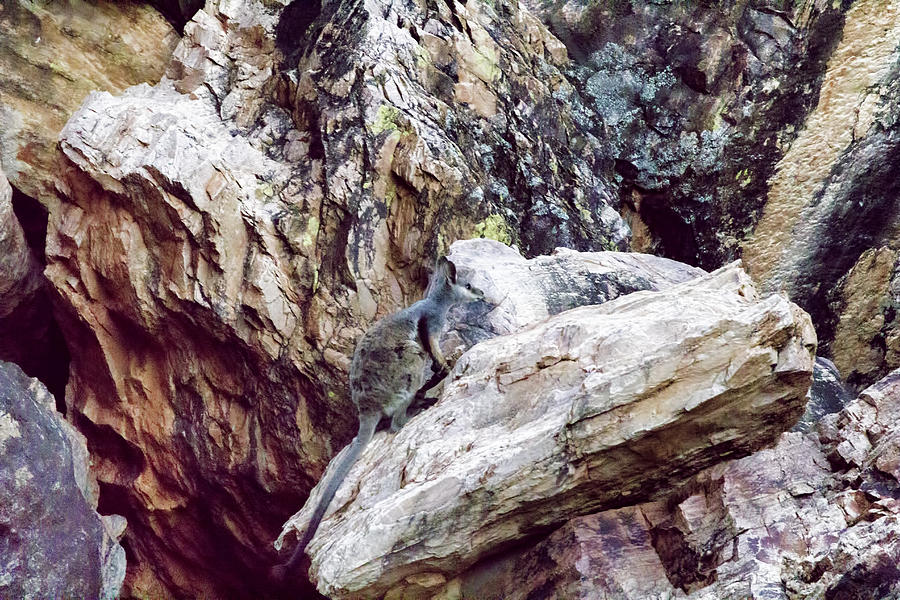 Mammal Photograph - Rockin with Ease by Douglas Barnard