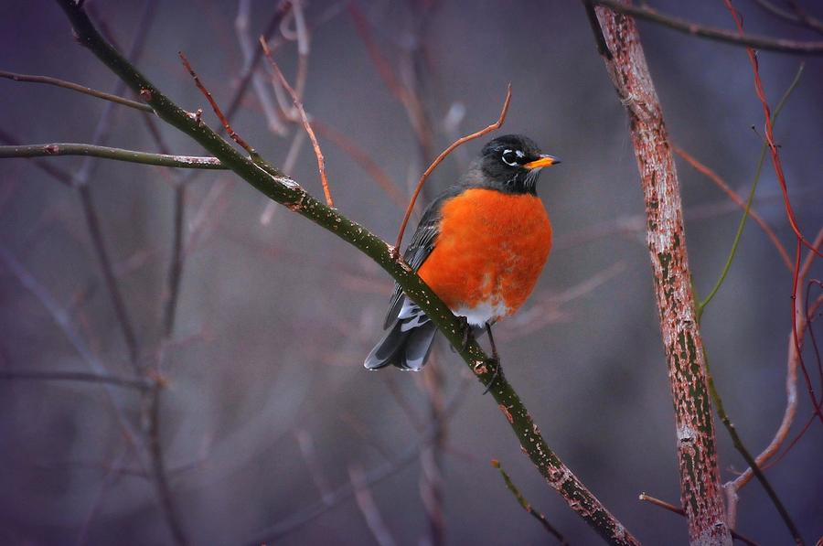Rockn Robin Photograph by Diana Angstadt