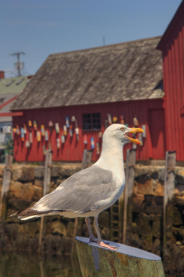 Rockport Harbor Seagull Photograph by Joann Vitali