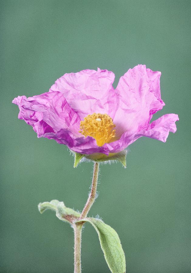 Rockrose Flower Photograph by Perennou Nuridsany