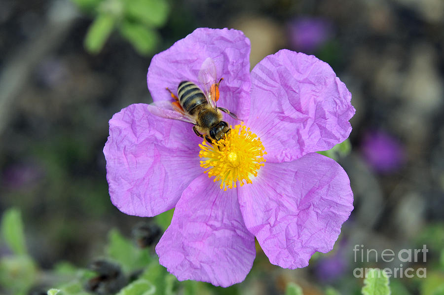 Insects Photograph - Rockrose flower with bee by George Atsametakis