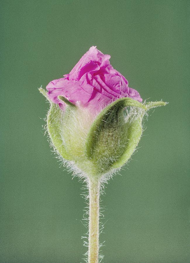 Rockrose Flowerbud Photograph by Perennou Nuridsany
