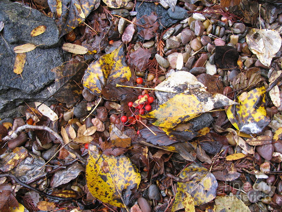 Pebbles Photograph - Rocks and Berries by Leone Lund