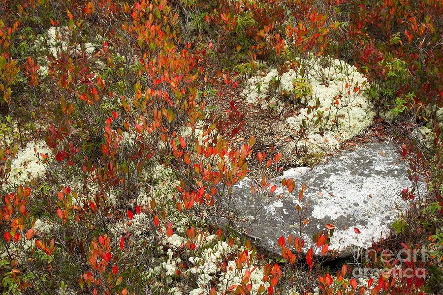 Rocks and Lichens Photograph by Chris Scroggins