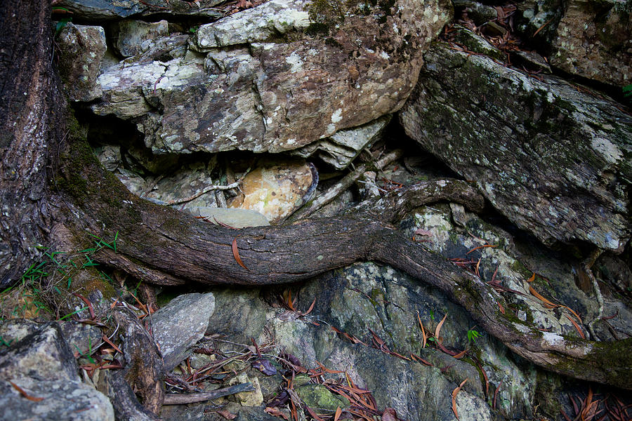 Rocks and Roots Photograph by Carole Hinding