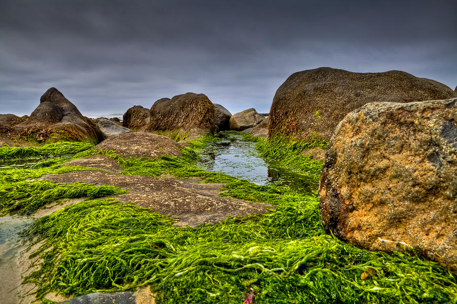 Rocks and Seaweed Photograph by Joseph Bowman